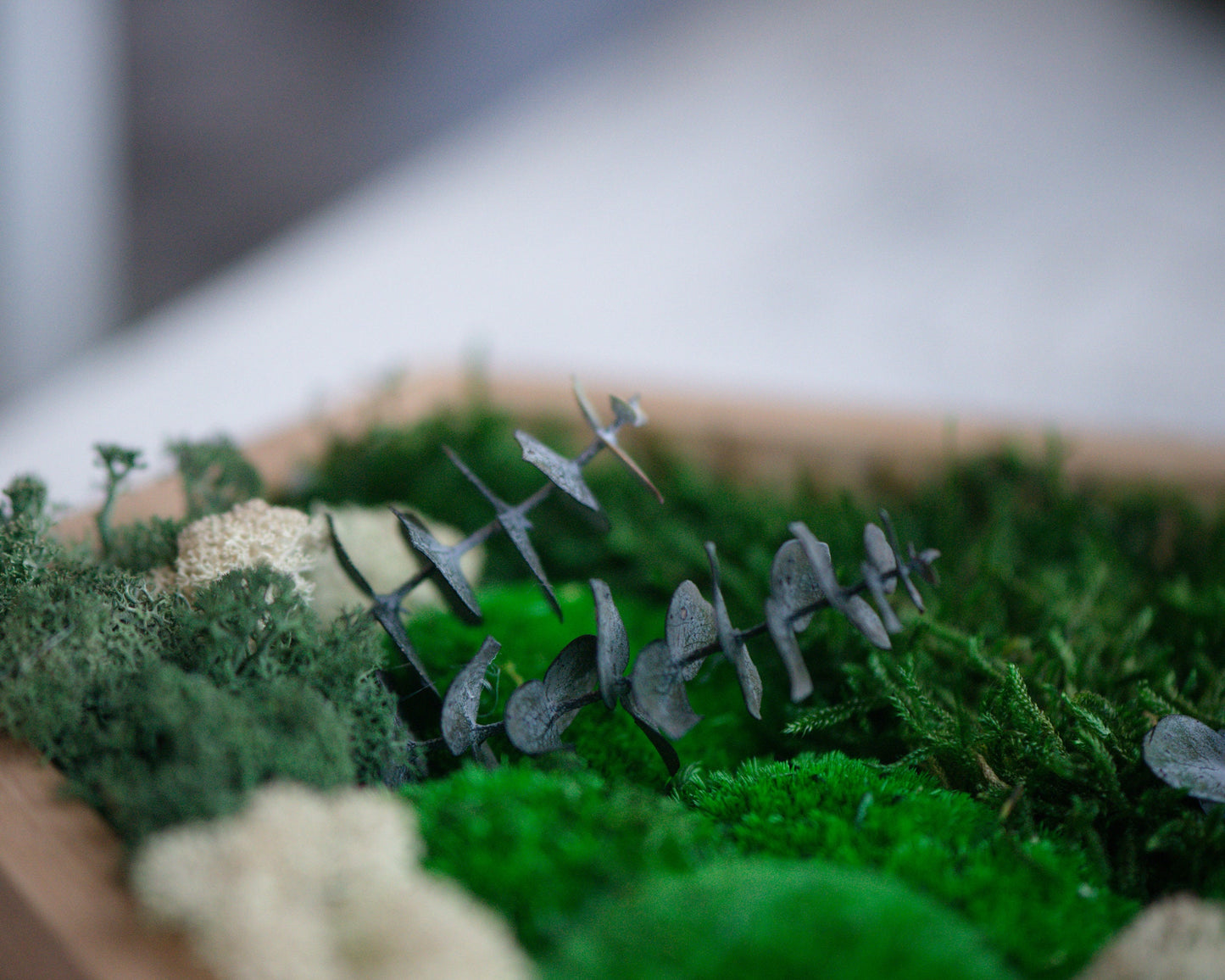 Stunning 3D Live Moss Art Wall Decor: Eco-Friendly, Natural Wood Christmas Gift Idea!