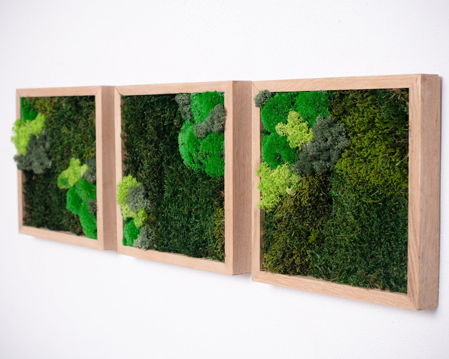 Experience the Magic of Nature with Our Eco-Friendly Reindeer Moss Wall Art Set of 3