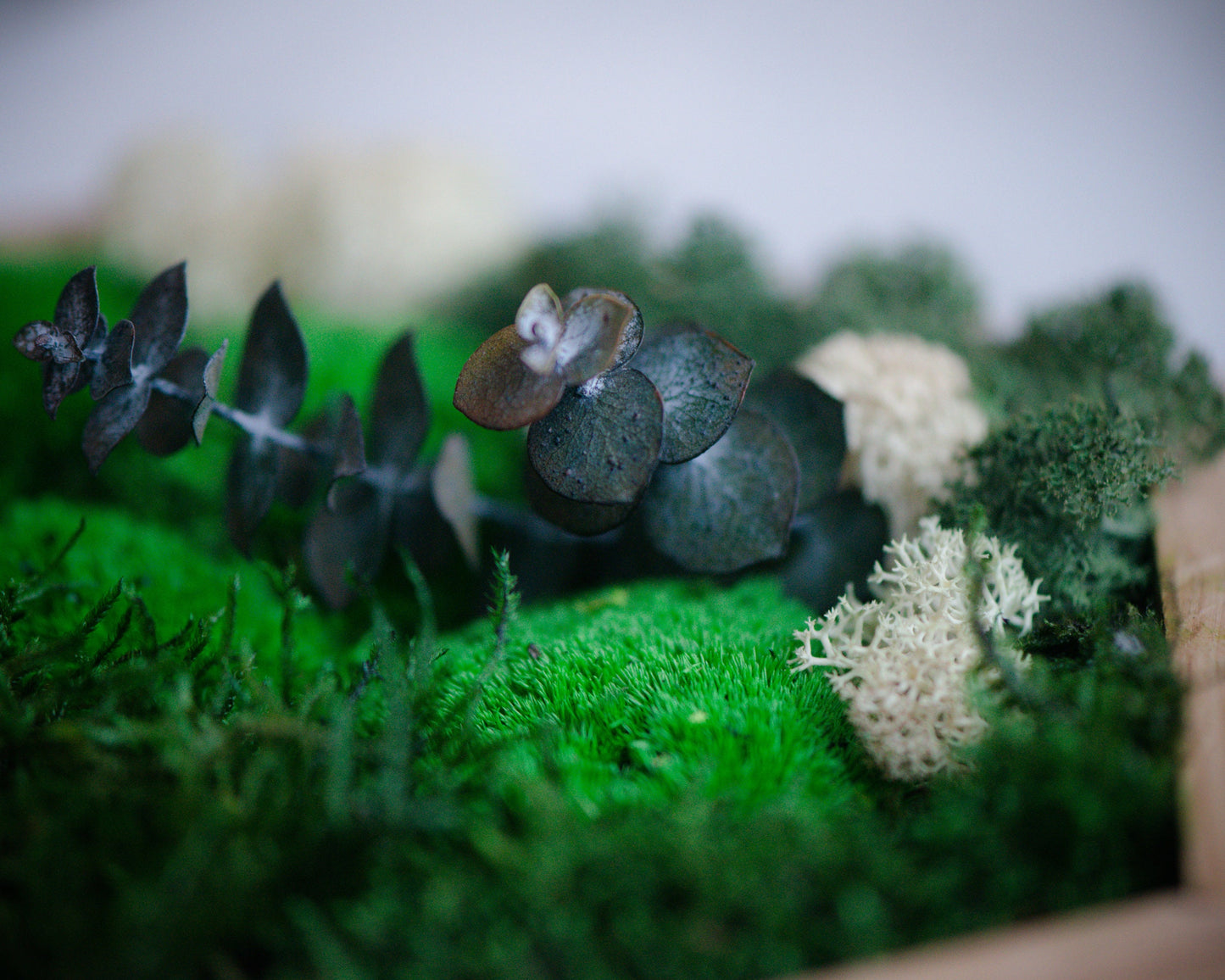 Stunning 3D Live Moss Art Wall Decor: Eco-Friendly, Natural Wood Christmas Gift Idea!