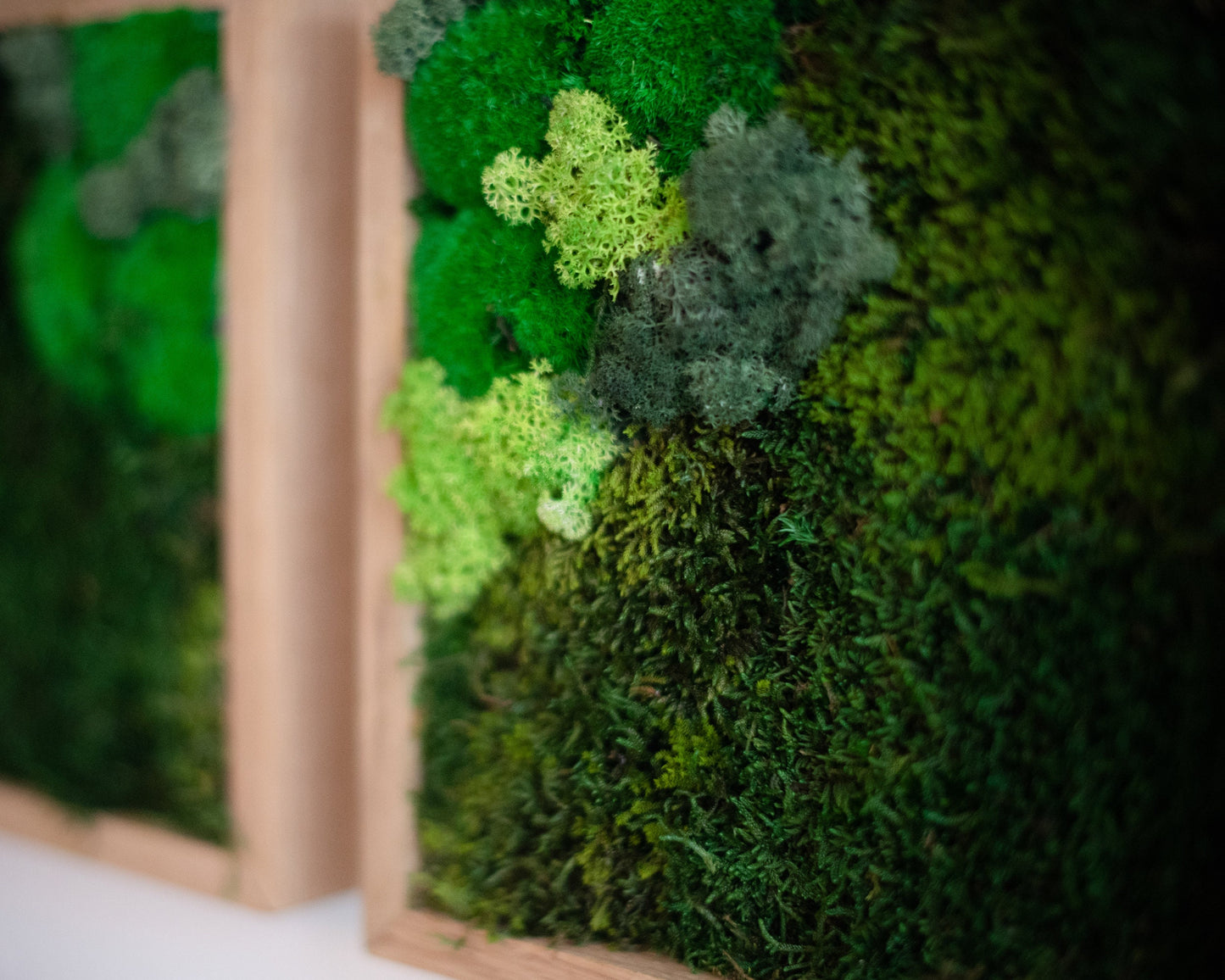 Experience the Magic of Nature with Our Eco-Friendly Reindeer Moss Wall Art Set of 3