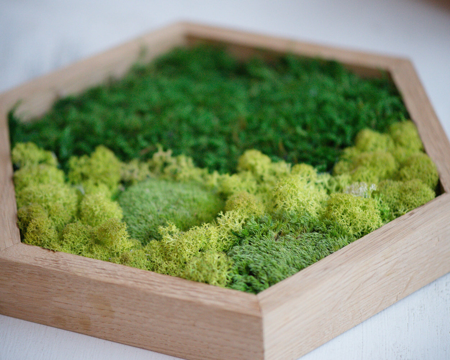 Hexagon Moss Art: Eco-Friendly Wall Decor, Perfect Housewarming & Christmas Gift!