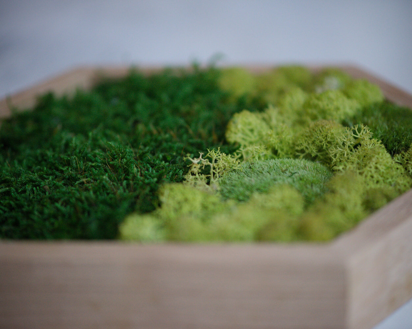 Hexagon Moss Art: Eco-Friendly Wall Decor, Perfect Housewarming & Christmas Gift!