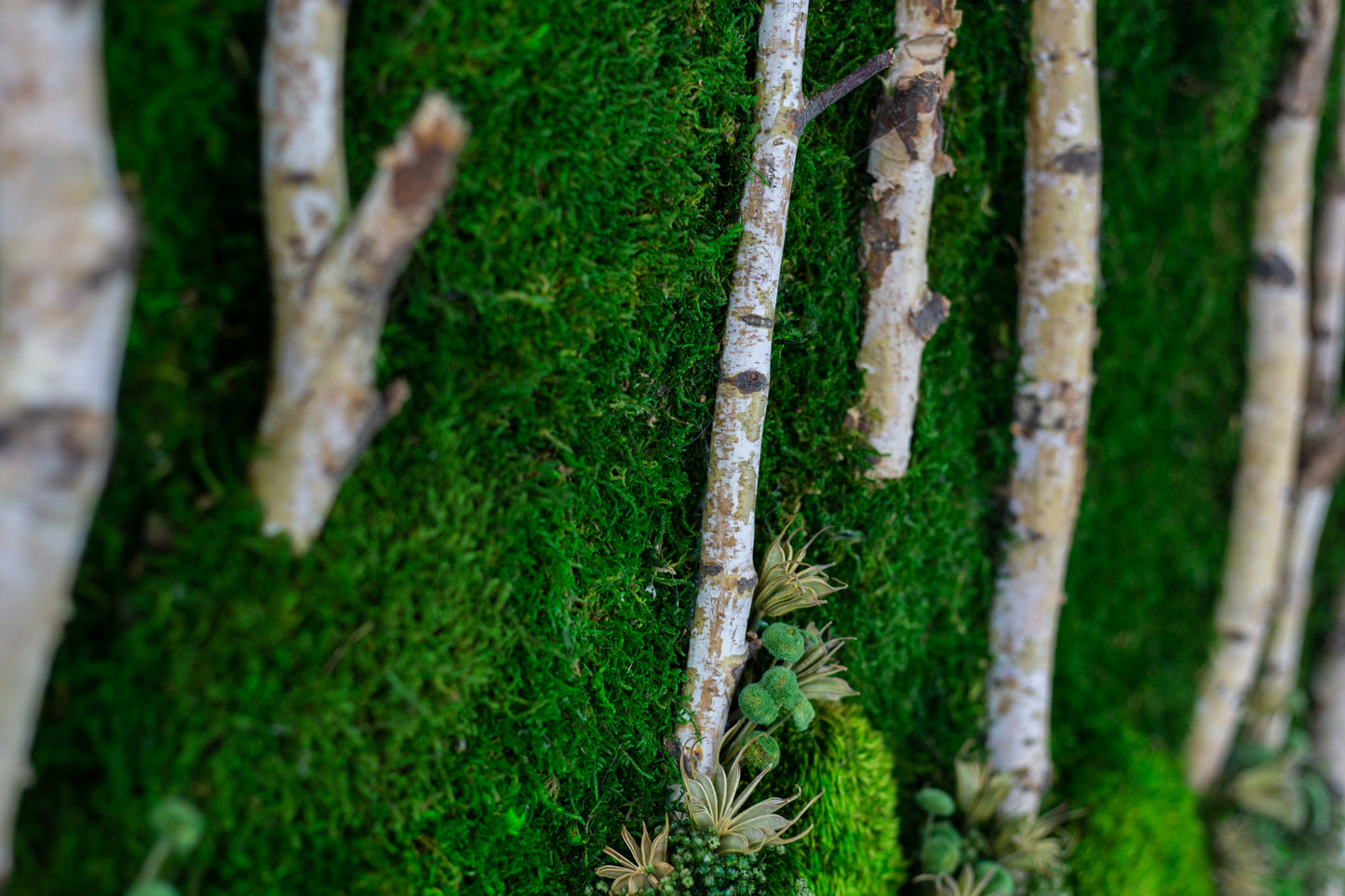 Woods Handmade Plant Artwork | Moss Artwork | Natural Oak and Plants Wall Art | Unique Home Decor Piece | Original LED Wall Art