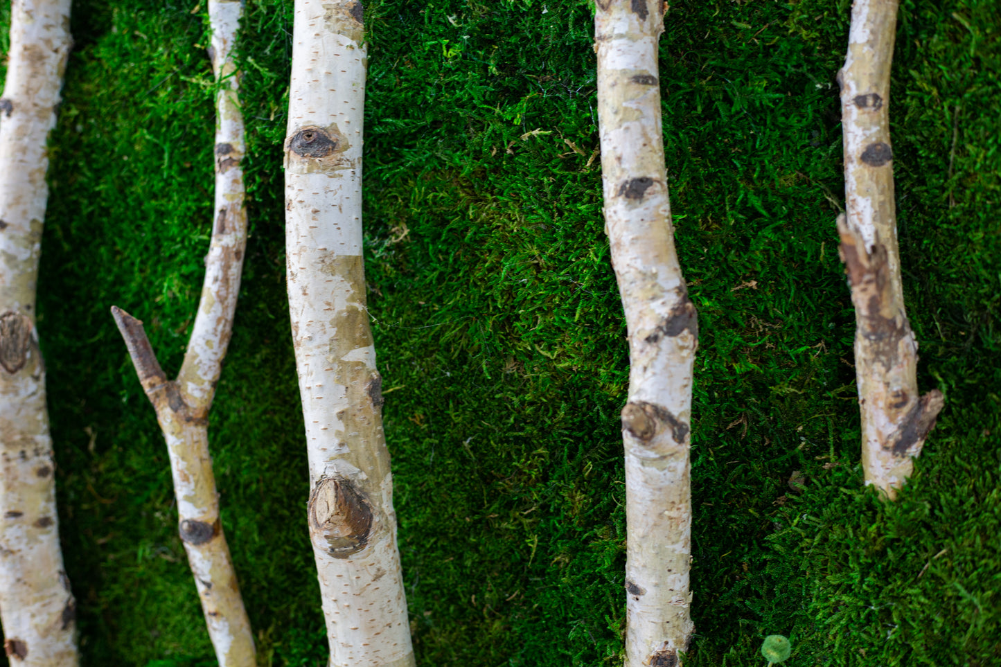 Woods Handmade Plant Artwork | Moss Artwork | Natural Oak and Plants Wall Art | Unique Home Decor Piece | Original LED Wall Art