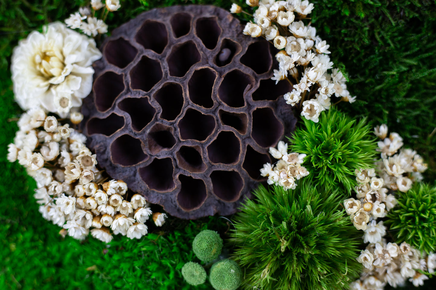 Garden Handmade Plant Artwork | Moss Artwork | Natural Oak and Plants Wall Art | Unique Home Decor Piece | Original LED Wall Art