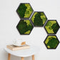 Honeycomb Moss Wall Green Art Preserved Moss Eco-Friendly Decor Housewarming