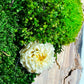 New White Olive Wood LED-Backlit Preserved Moss Art: Eco-Friendly, Green Wall Decor for Home