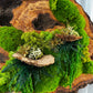 Beautiful Exclusive Preserved Moss On Olive Wood Artwork with LED Lights Live Moss LED Wall Art Preserved Moss