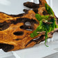 Beautiful Exclusive Preserved Moss On Olive Wood Artwork with LED Lights Live Moss LED Wall Art Preserved Moss