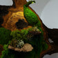 Beautiful Exclusive Preserved Moss On Olive Wood Artwork with LED Lights Live Moss LED Wall Art Preserved Moss