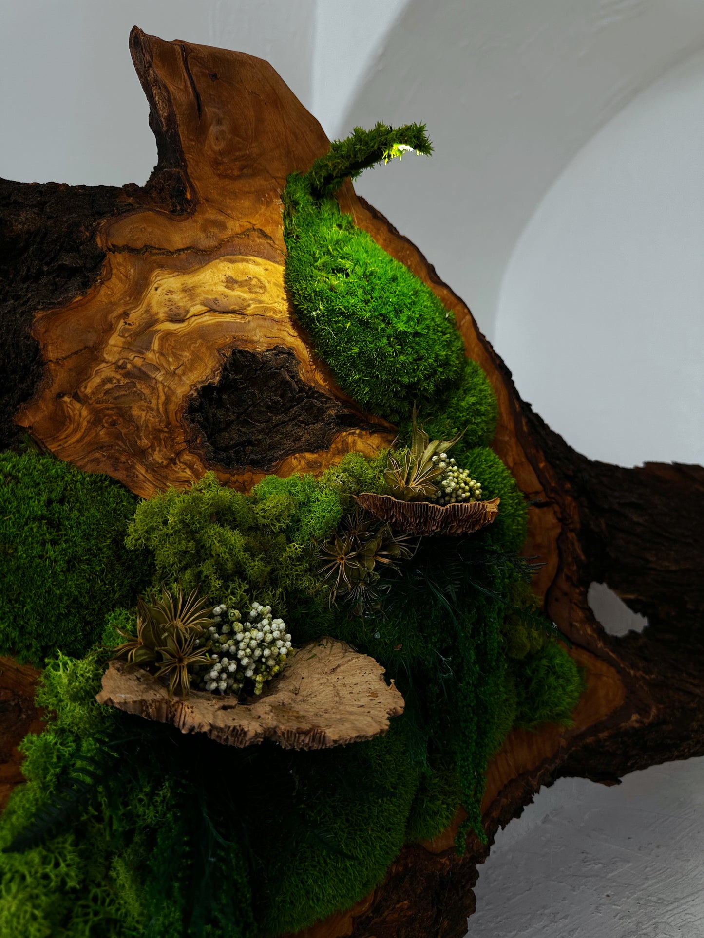 Beautiful Exclusive Preserved Moss On Olive Wood Artwork with LED Lights Live Moss LED Wall Art Preserved Moss