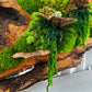 Beautiful Exclusive Preserved Moss On Olive Wood Artwork with LED Lights Live Moss LED Wall Art Preserved Moss
