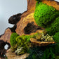 Beautiful Exclusive Preserved Moss On Olive Wood Artwork with LED Lights Live Moss LED Wall Art Preserved Moss