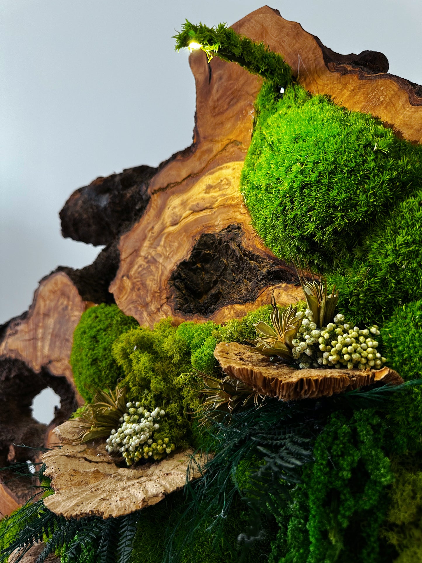 Beautiful Exclusive Preserved Moss On Olive Wood Artwork with LED Lights Live Moss LED Wall Art Preserved Moss