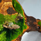 Beautiful Exclusive Preserved Moss On Olive Wood Artwork with LED Lights Live Moss LED Wall Art Preserved Moss