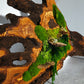 Beautiful Exclusive Preserved Moss On Olive Wood Artwork with LED Lights Live Moss LED Wall Art Preserved Moss