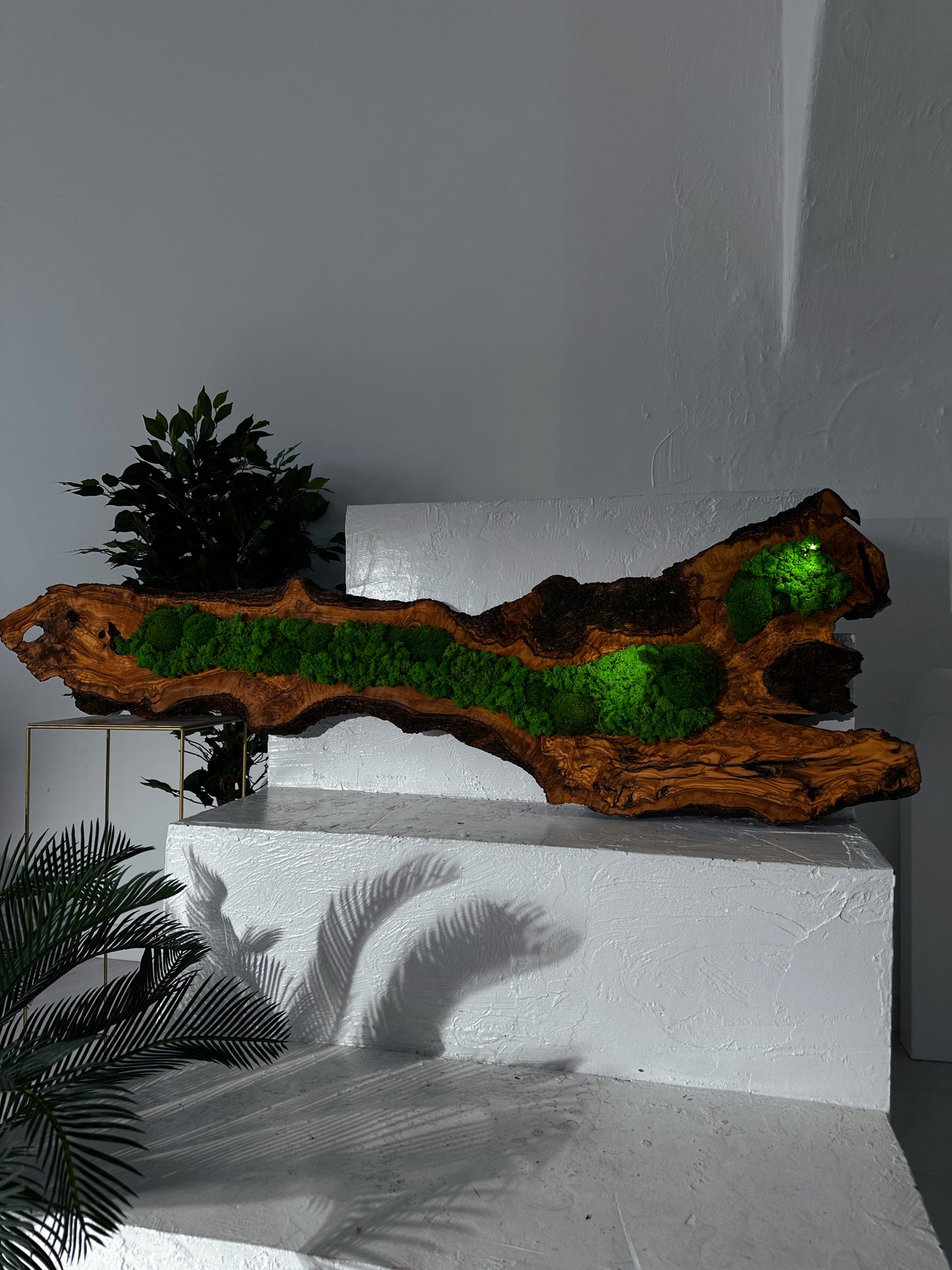 Beautiful Preserved Moss On Olive Wood Artwork with LED Lights Live Moss LED Wall Art Preserved Moss
