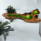 Beautiful Preserved Moss On Olive Wood Artwork with LED Lights Live Moss LED Wall Art Preserved Moss