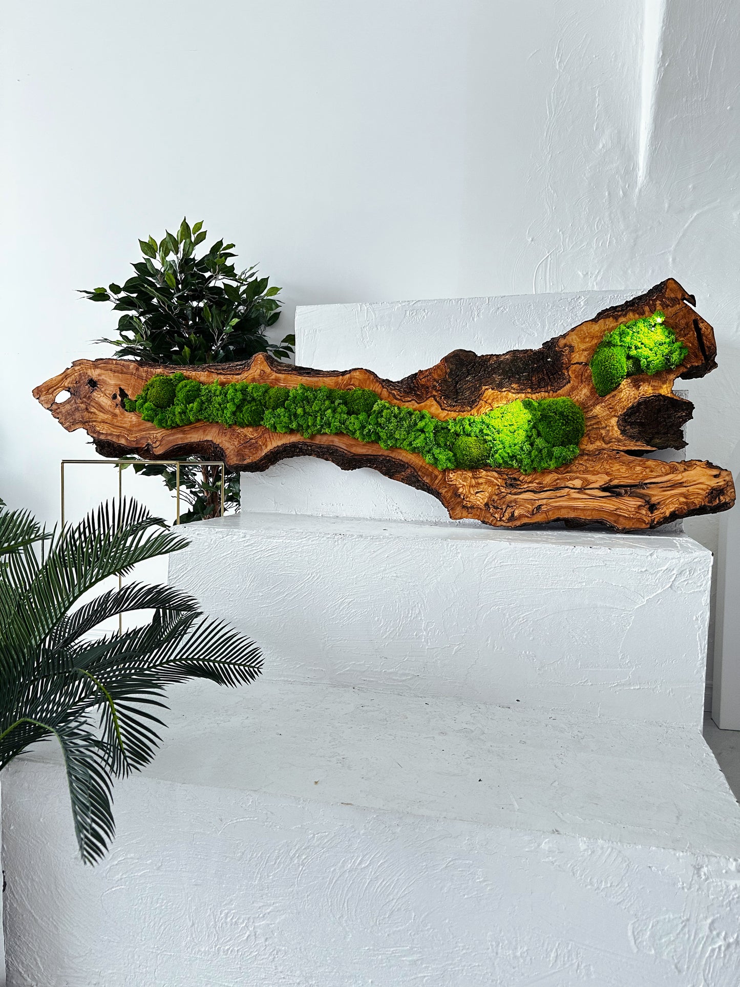 Beautiful Preserved Moss On Olive Wood Artwork with LED Lights Live Moss LED Wall Art Preserved Moss