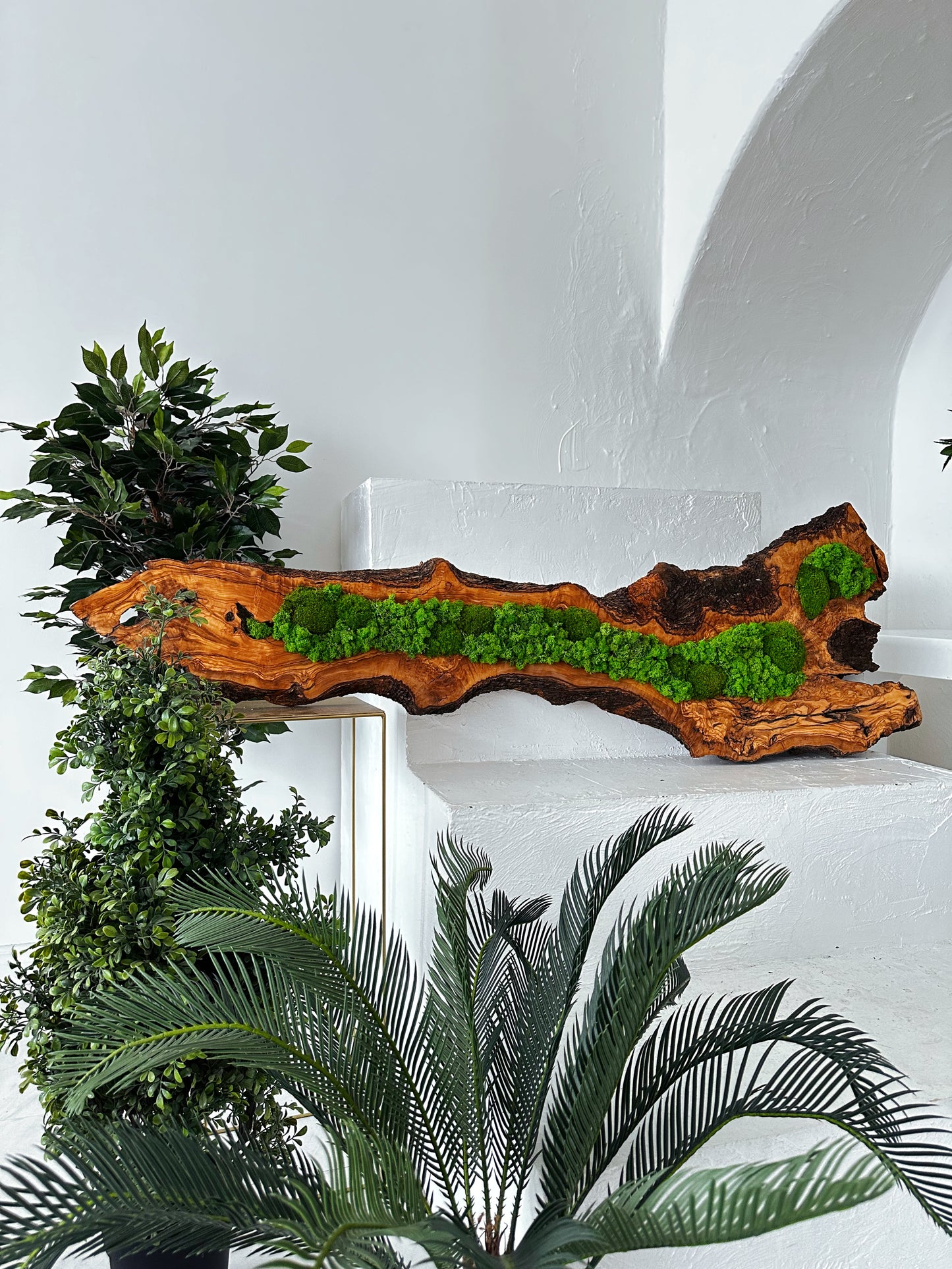 Beautiful Preserved Moss On Olive Wood Artwork with LED Lights Live Moss LED Wall Art Preserved Moss