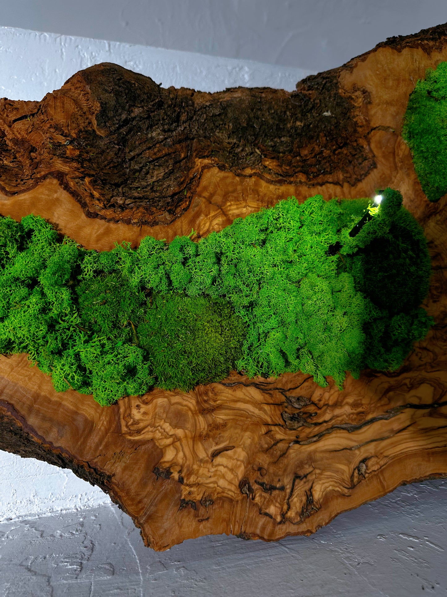 Beautiful Preserved Moss On Olive Wood Artwork with LED Lights Live Moss LED Wall Art Preserved Moss