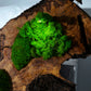 Beautiful Preserved Moss On Olive Wood Artwork with LED Lights Live Moss LED Wall Art Preserved Moss