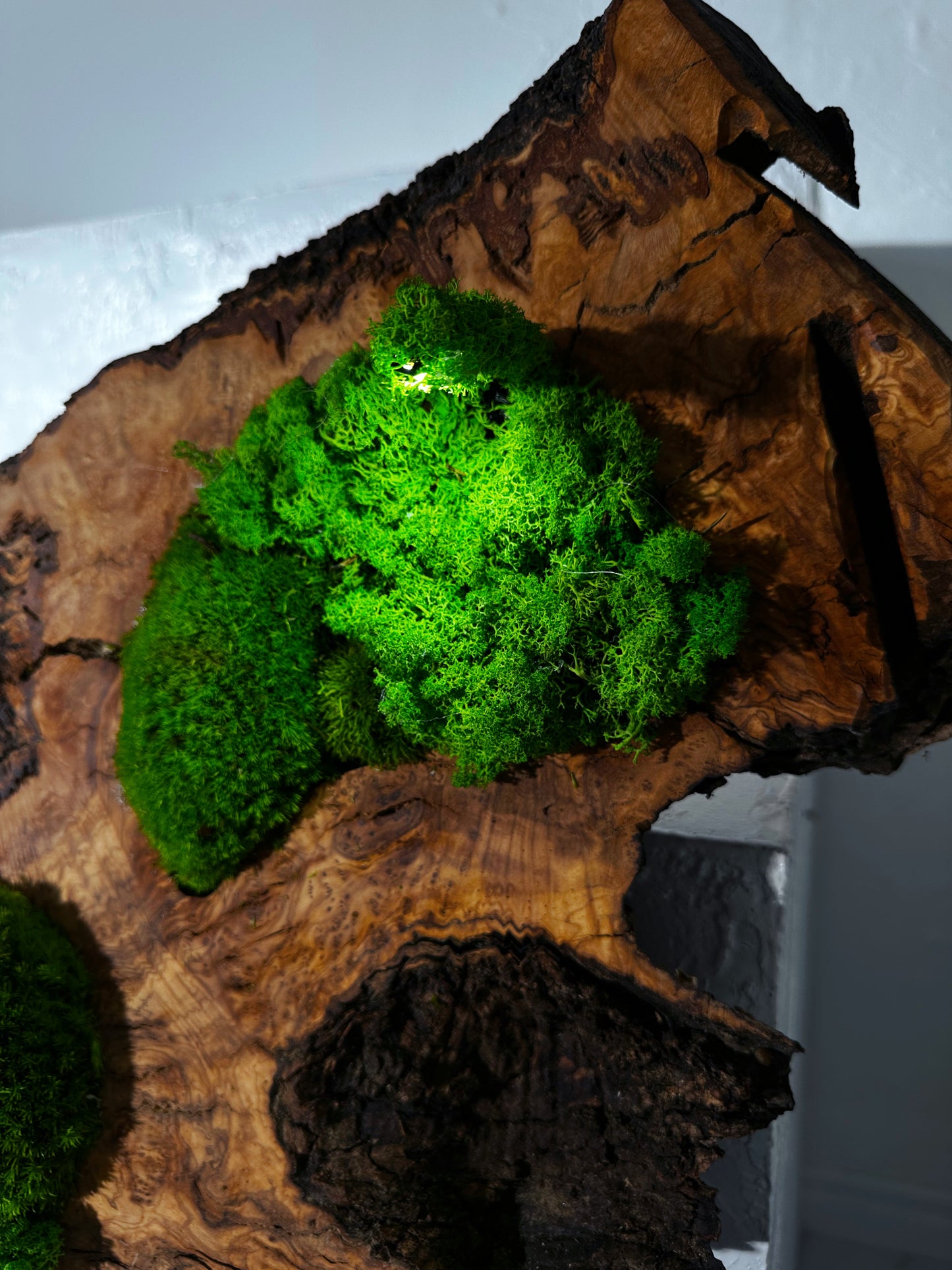 Beautiful Preserved Moss On Olive Wood Artwork with LED Lights Live Moss LED Wall Art Preserved Moss
