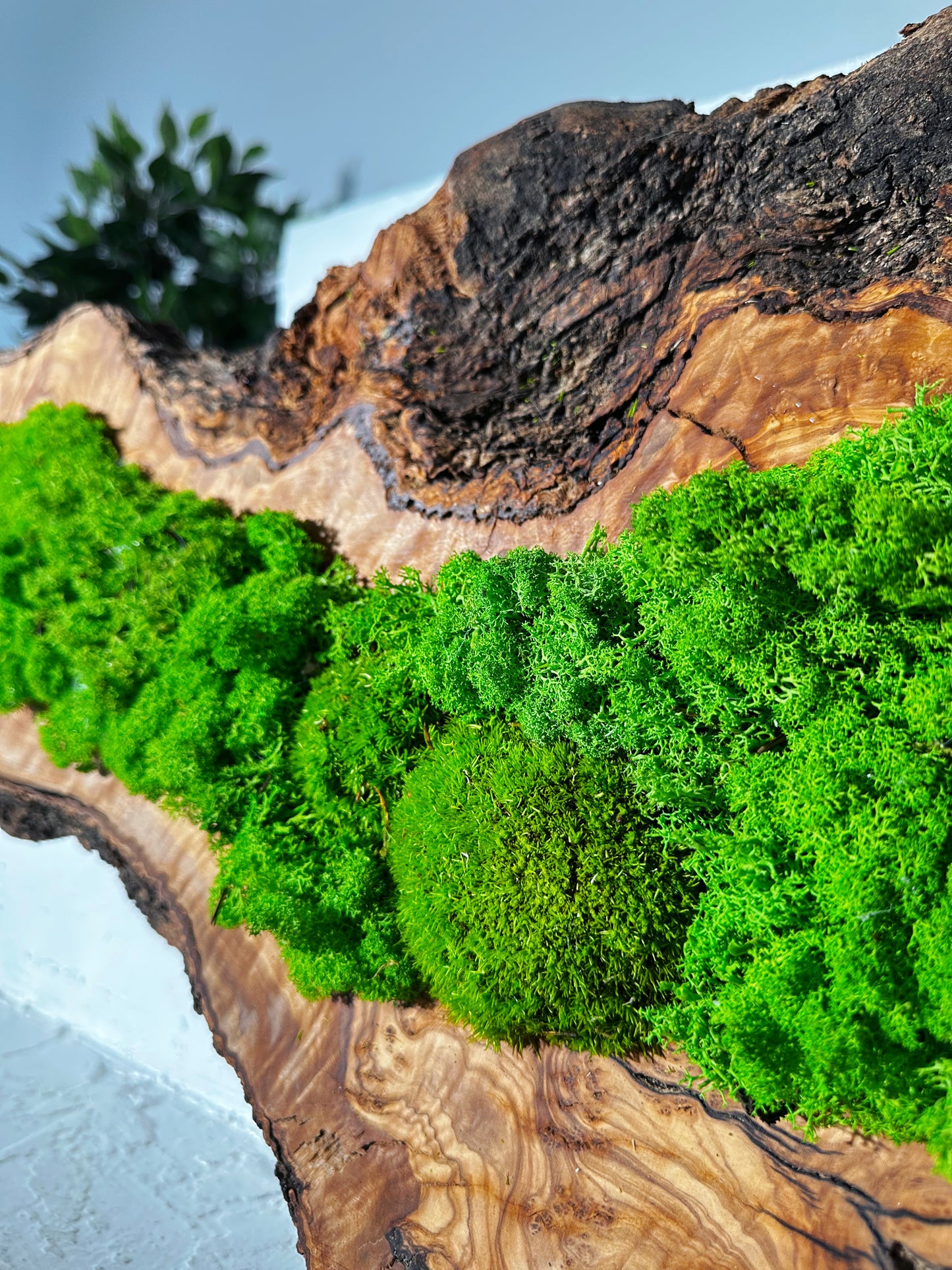 Beautiful Preserved Moss On Olive Wood Artwork with LED Lights Live Moss LED Wall Art Preserved Moss