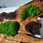 Beautiful Preserved Moss On Olive Wood Artwork with LED Lights Live Moss LED Wall Art Preserved Moss