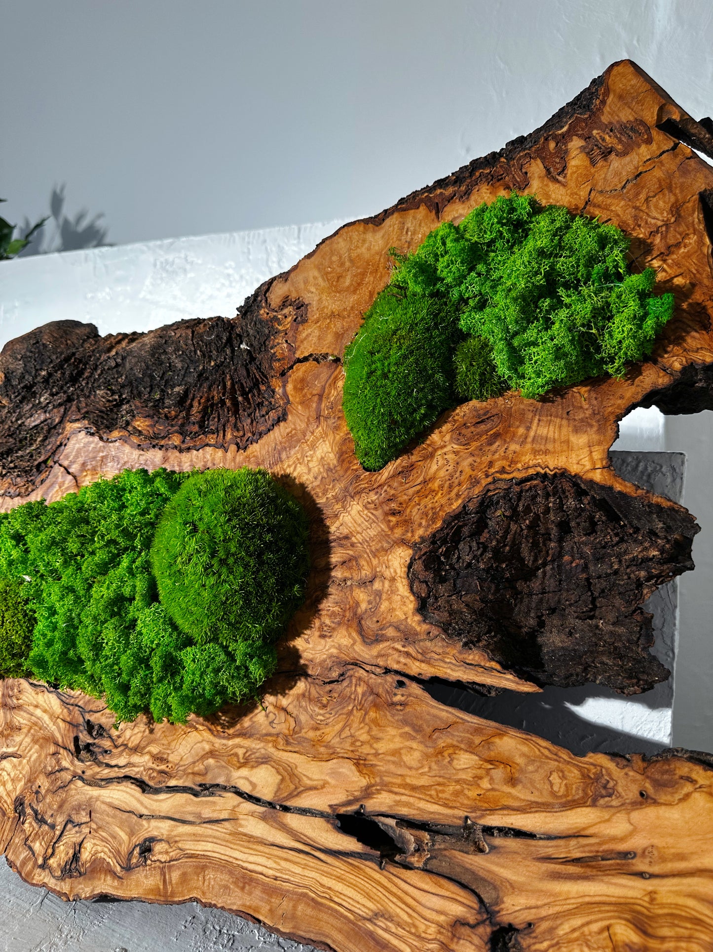 Beautiful Preserved Moss On Olive Wood Artwork with LED Lights Live Moss LED Wall Art Preserved Moss