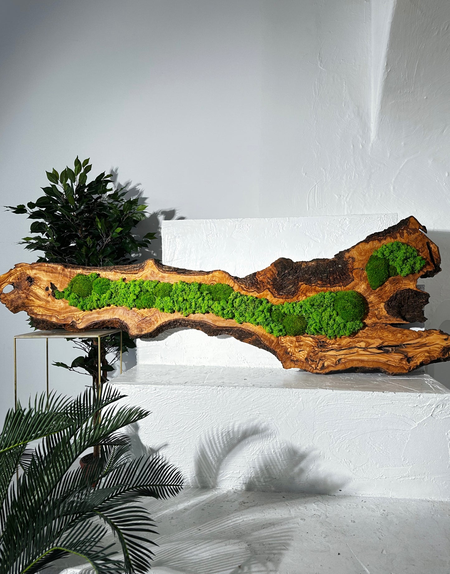 Beautiful Preserved Moss On Olive Wood Artwork with LED Lights Live Moss LED Wall Art Preserved Moss