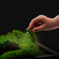 Handmade Plant Artwork | Moss Artwork | Natural Oak and Plants Wall Art | Unique Home Decor Piece | LED Light Wall Art