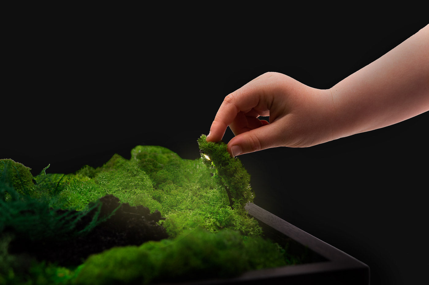 Handmade Plant Artwork | Moss Artwork | Natural Oak and Plants Wall Art | Unique Home Decor Piece | LED Light Wall Art