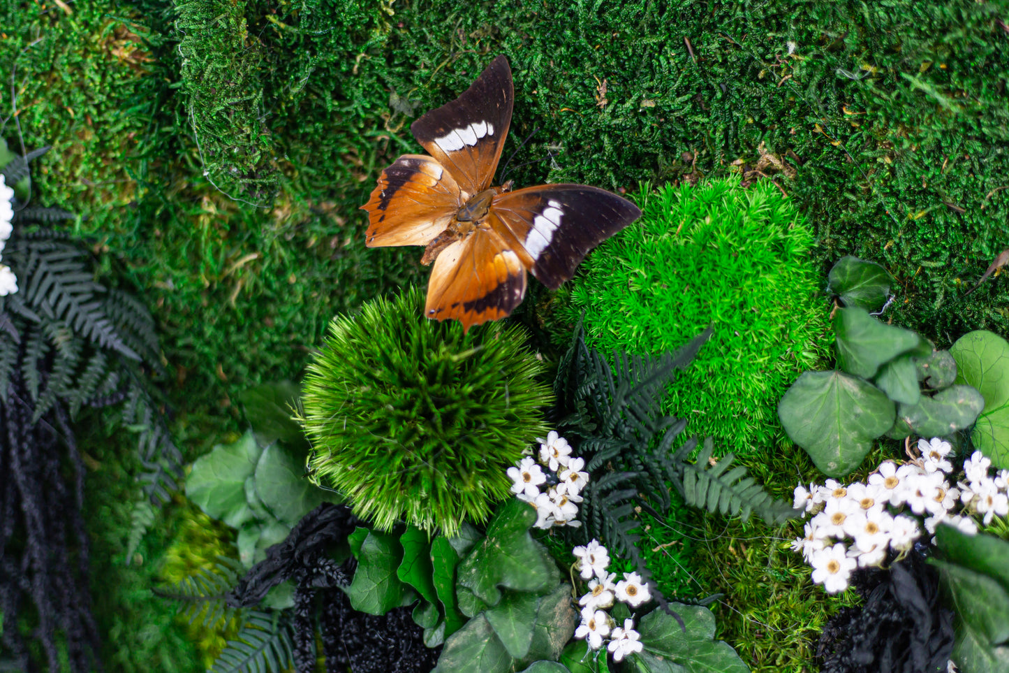 New!! Lovely Elegant Wall Art Preserved Moss With Real Butterflies Artwork with LED Lights Preserved Moss Lighted Moss Art Framed Home Decor