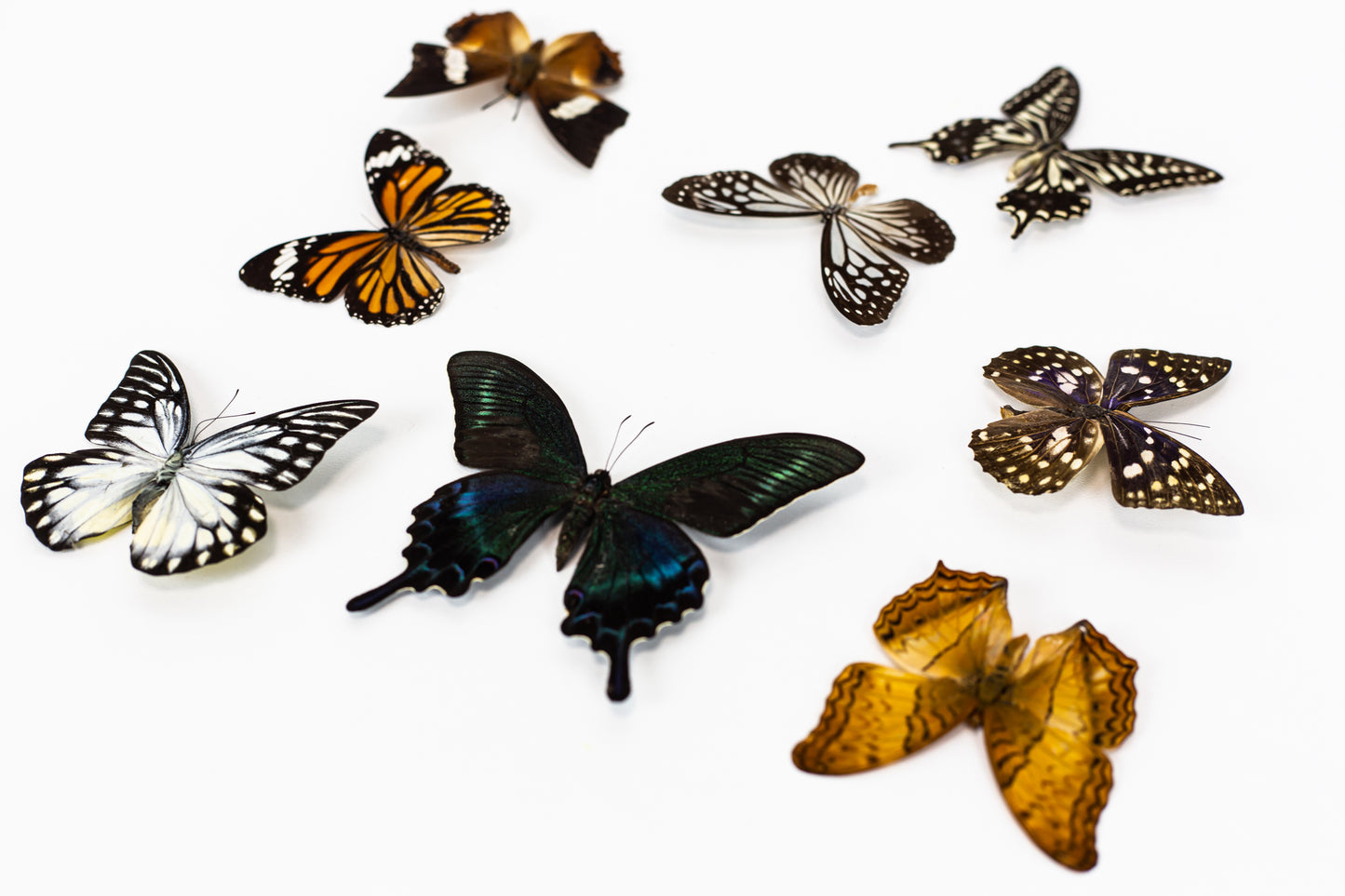 New!! Lovely Elegant Wall Art Preserved Moss With Real Butterflies Artwork with LED Lights Preserved Moss Lighted Moss Art Framed Home Decor