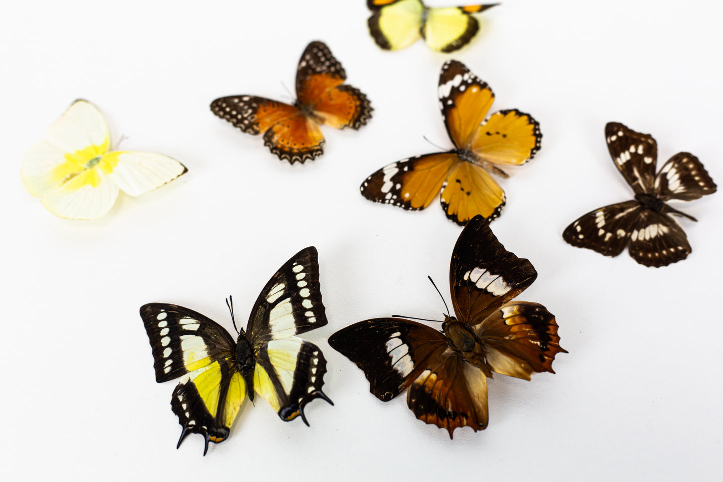 New!! Lovely Elegant Wall Art Preserved Moss With Real Butterflies Artwork with LED Lights Preserved Moss Lighted Moss Art Framed Home Decor