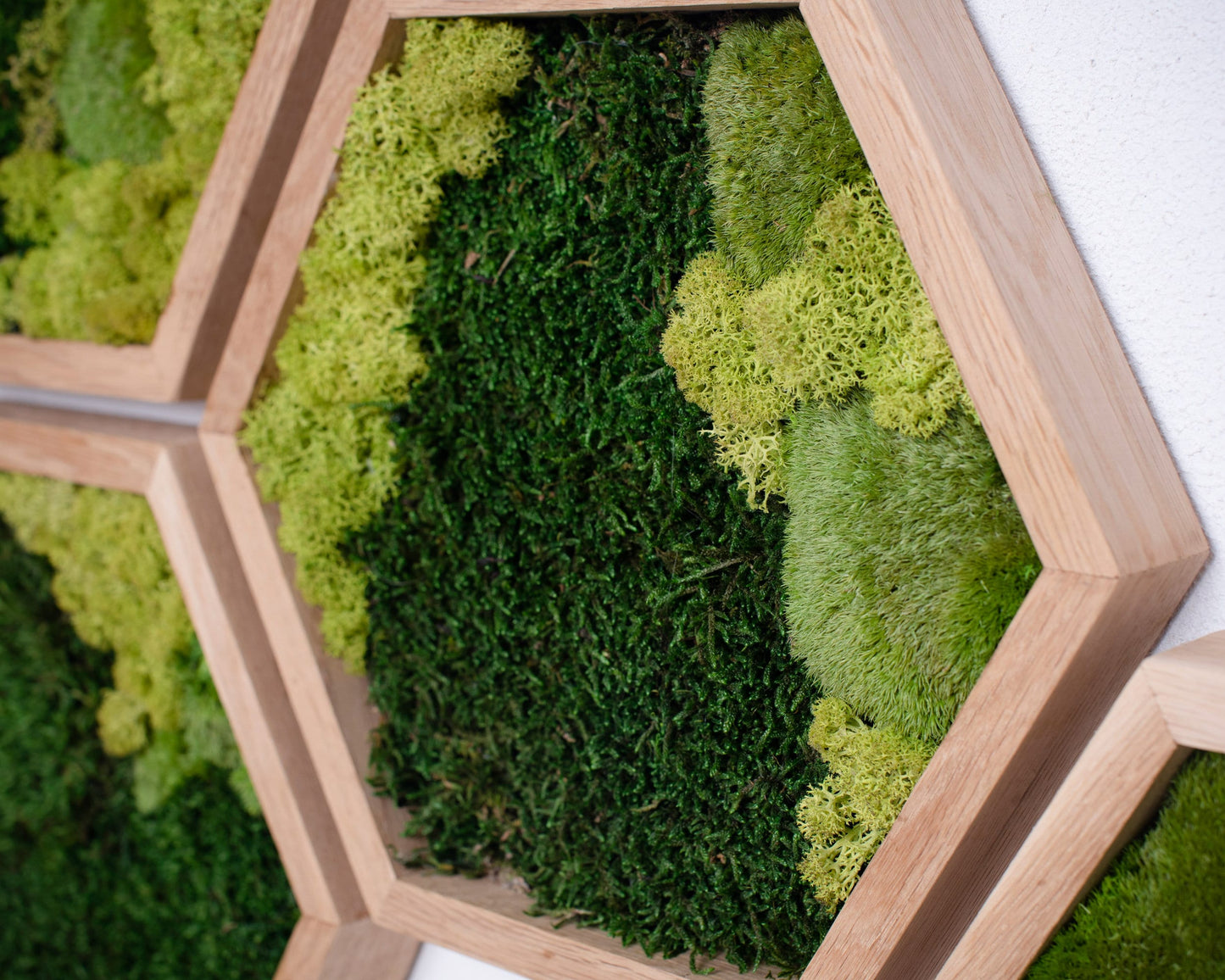 Enchanting Honeycomb Moss Wall Art Set of 7: A Unique Vertical Garden Christmas Gift!