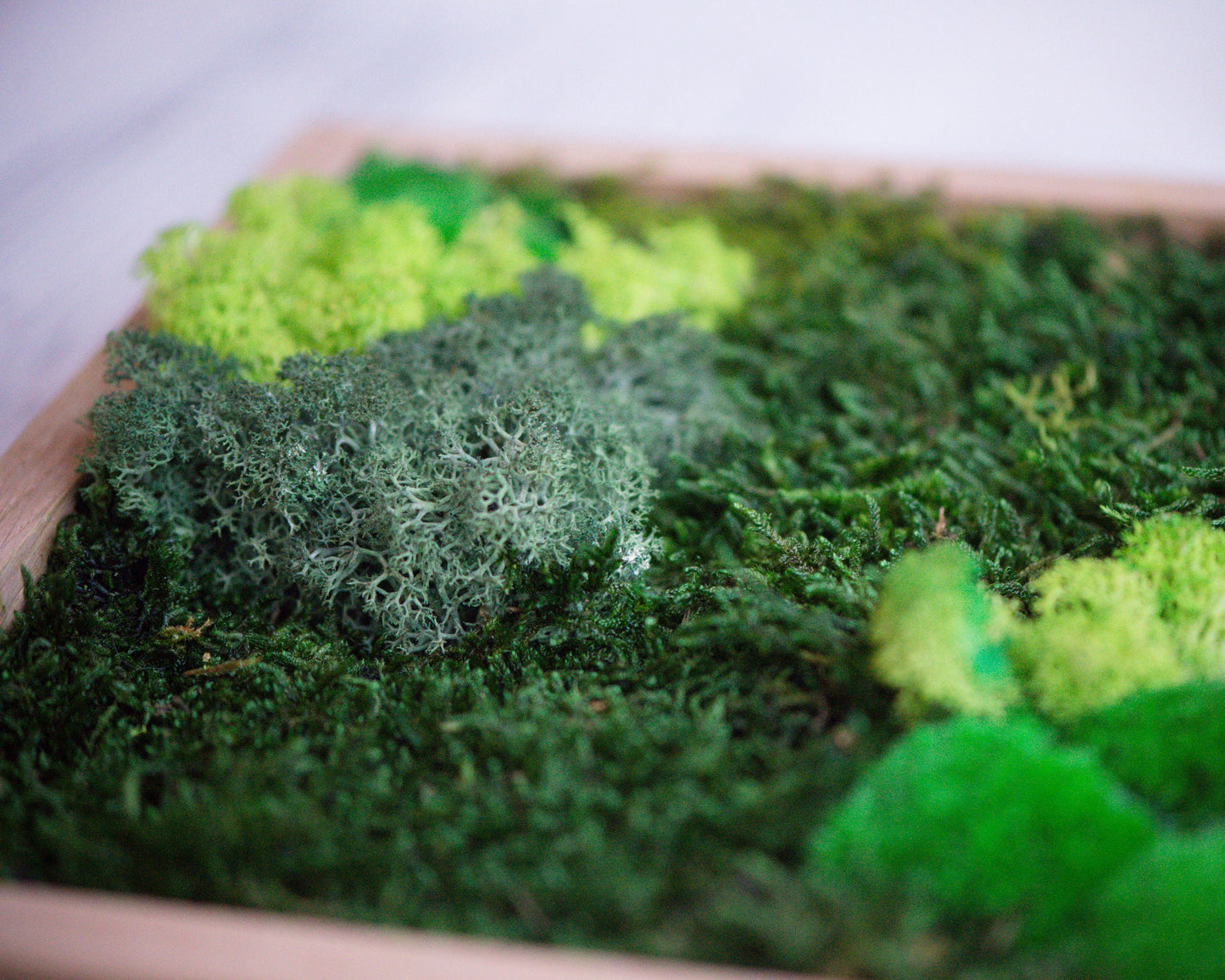 Experience the Magic of Nature with Our Eco-Friendly Reindeer Moss Wall Art Set of 3