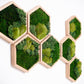 Enchanting Honeycomb Moss Wall Art Set of 7 - The Perfect Christmas Gift for Her!