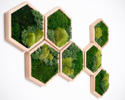 Enchanting Honeycomb Moss Wall Art Set of 7 - The Perfect Christmas Gift for Her!