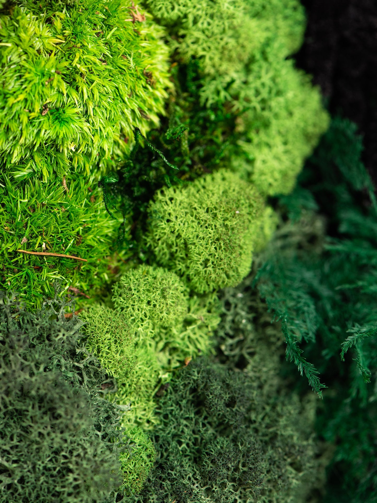 Transform Your Living Space with Eco-Friendly Framed Moss Wall Art - Perfect House Gift!