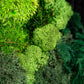 Revitalize Your Space with Our Preserved Moss Wall Decor: The Ultimate Green Statement Piece!