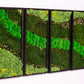 Enliven Your Space: Eco-Friendly, Framed Moss Wall Art - The Perfect Housewarming Gift!