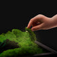 Unleash the Magic of Moss Art: The Ultimate Gift for Him, Her, and Your Company in 2023!