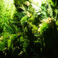 Beautiful Preserved Moss Artwork with LED Lights and Live Moss For Office or Home 1 piece frame