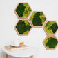 Honeycomb Moss Wall Green Art Preserved Moss Eco-Friendly Decor Housewarming
